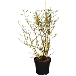 Zierquitte, Chaenomeles speciosa »Friesdorfer«, Blätter: grün, Blüten: rot