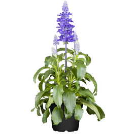 Ziersalbei, Salvia farinacea »Mysty«, Blüte: blau, einfach