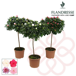 Zimmer-Azalee, Rhododendron simsii »Flandresse«, bunt, Höhe: 60 - 70 cm