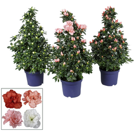 Zimmer-Azalee, Rhododendron simsii »Hortinno«, mehrfarbig, Höhe: 55 - 65 cm