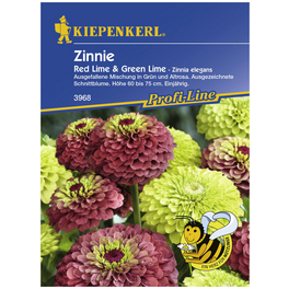 Zinnie, Zinnia angustifolia, Samen, Blüte: mehrfarbig