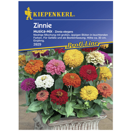 Zinnie, Zinnia elegans, Samen, Blüte: mehrfarbig