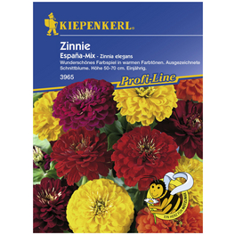 Zinnie, Zinnia elegans, Samen, Blüte: mehrfarbig