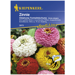 Zinnie, Zinnia elegans, Samen, Blüte: mehrfarbig