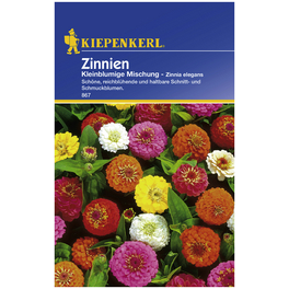 Zinnie, Zinnia elegans, Samen, Blüte: mehrfarbig