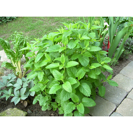 Zitronenmelisse, Melissa officinalis »Relax«, aktuelle Pflanzenhöhe ca.: 15 cm, im Topf Zitronenmelisse, Melissa officinalis »Relax«, aktuelle Pflanzenhöhe ca.: 15 cm, im Topf