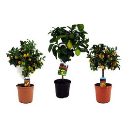 Zitruspflanze, Citrus limon »in Sorten«
