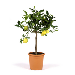 Zitruspflanze, Citrus limon »in Sorten«