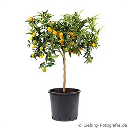 Zitruspflanze, Citrus limon »Kumquat«