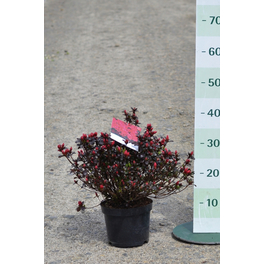 Zwerg-Azalee, Azalea japonica »Hachmann Maruschka ®«, pink/rot, Höhe: 20 - 25 cm