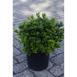 Zwerg-Azalee, Azalea japonica »Hachmann Schneeperle ®«, weiß, Höhe: 20 - 25 cm