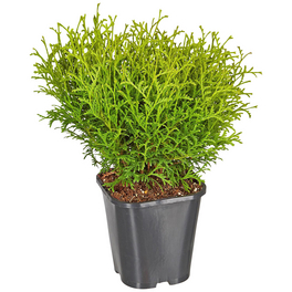 zimmerpflanze geigenfeige Geigenfeige (Ficus lyrata) kaufen main image 0