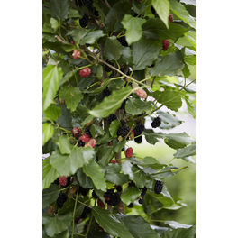Zwerg-Mailbeere 'Mojo Berry', Morus rotundiloba, Frucht: blauschwarz