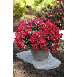 Zwerg-Rhododendron, Rhododendron repens »Baden Baden «, rot, Höhe: 30 - 40 cm