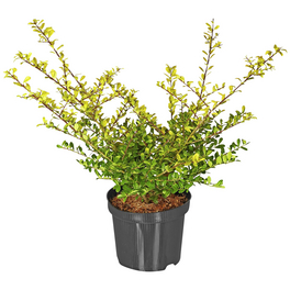 Zwerg-Stechpalme, Ilex crenata »Golden Gem«, Blätter: gelb, Blüten: weiß