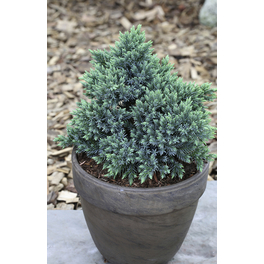 Zwerg-Wacholder, Juniperus squamata »Blue Star«, immergrün