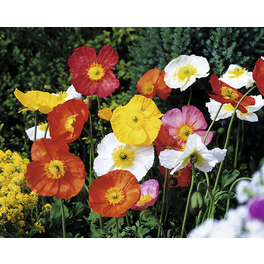 Zwergmohn »Papaver miyabeanum«, bunt, winterhart Zwergmohn »Papaver miyabeanum«, bunt, winterhart