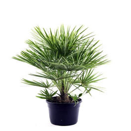 Zwergpalme, Chamaerops humilis, bis max. 100 cm Zwergpalme, Chamaerops humilis, bis max. 100 cm
