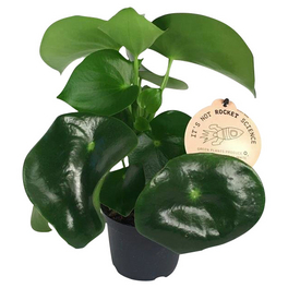 Zwergpfeffer, Peperomia polybotrya »Raindrop« Zwergpfeffer, Peperomia polybotrya »Raindrop«