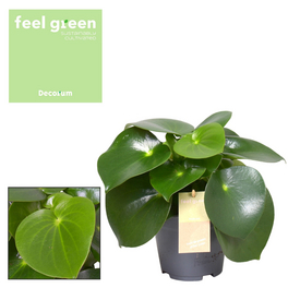 Zwergpfeffer, Peperomia polybotrya »Raindrop« Zwergpfeffer, Peperomia polybotrya »Raindrop«
