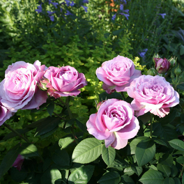 Zwergrose Rosa hybride »Lavender Ice«