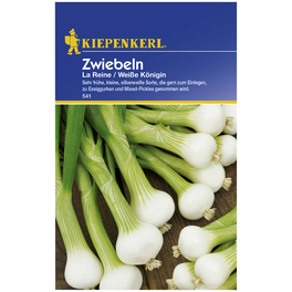 Zwiebel cepa Allium Zwiebel cepa Allium