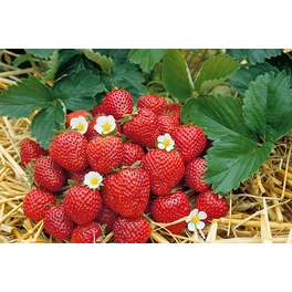 Erdbeerbäumchen, Fragaria, im Topf