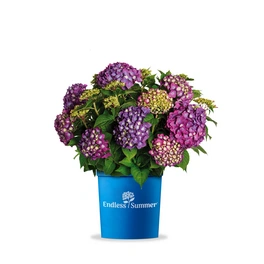 Bauernhortensie, Hydrangea macrophylla »SummerLove«, aktuelle Höhe (max.): 30 cm, lila, winterhart