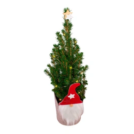 Bepflanztes Arrangement, Picea mit Lichterkette, mehrjährig