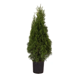 Lebensbaum, Thuja occidentalis, immer grün