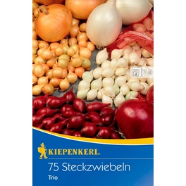 Steckzwiebeln Cepa Allium, trio