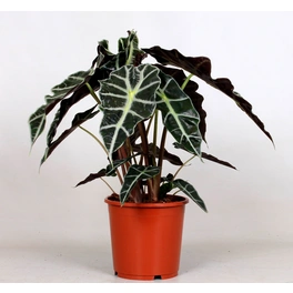 Pfeilblatt (Alokasie) »Alocasia sanderiana«, mehrfarbig