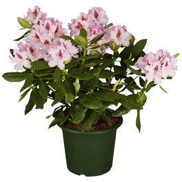 Alpenrose, Rhododendron »Le Progres«, rosarot, Höhe: 30 - 40 cm