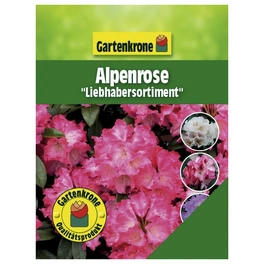 Alpenrose, Rhododendron »Liebhabersortiment«, bunt, Höhe: 30 - 40 cm
