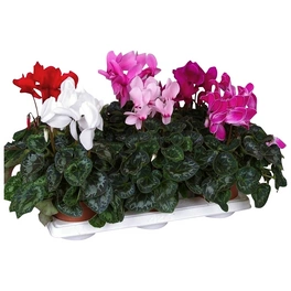 Alpenveilchen, Cyclamen persicum »Extra«, Blütenfarbe: mehrfarbig