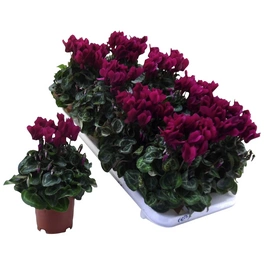 Alpenveilchen, Cyclamen persicum »Super Serie«, Blütenfarbe: violett