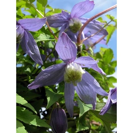 Alpenwaldrebe, Clematis alpina, hellblau, winterhart