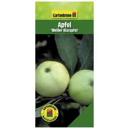 Apfel, Malus domestica »Weisser Klarapfel«, Früchte: süß-säuerlich