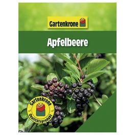 Apfelbeere, Aronia melanocarpa, Frucht: schwarz, zum Verzehr geeignet
