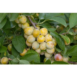 Aprikose, Prunus armeniaca »Nancy«, Früchte: süß