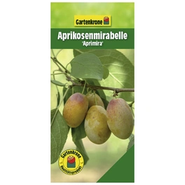Aprikosenmirabelle, Prunus domestica »Aprimira«, Früchte: süß