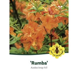 Azalee, Azalea luteum »Rumba«, orange, Höhe: 40 - 50 cm