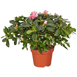 Azalee, Rhododendron simsii, rosa/pink, Höhe: 40 - 60 cm