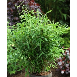Bambus, Fargesia murielae »Early Green«, max. Wuchshöhe: 250 cm