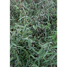 Bambus, Fargesia murielae »Gigant Green«, max. Wuchshöhe: 250 cm