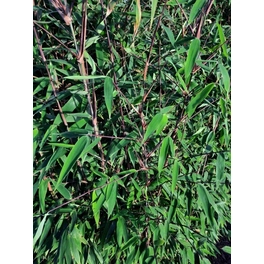 Bambus, Fargesia murielae »Red Rhino®«, max. Wuchshöhe: 400 cm