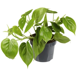 Baumfreund, Philodendron scandens, im Kunststoff-Kulturtopf