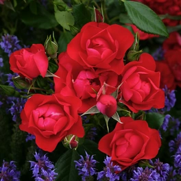 Beetrose-/Kleinstrauchrose, Rosa »Black Forest Rose®«, Blüte: rot, halbgefüllt