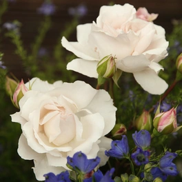 Beetrose, Rosa »Constanze Mozart®«, Blüte: rosa, gefüllt