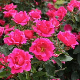 Beetrose, Rosa »Gartenfreund®«, Blüte: pink, halbgefüllt